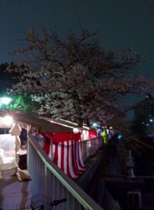 008　桜のトンネル4